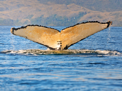 baleine patagonie